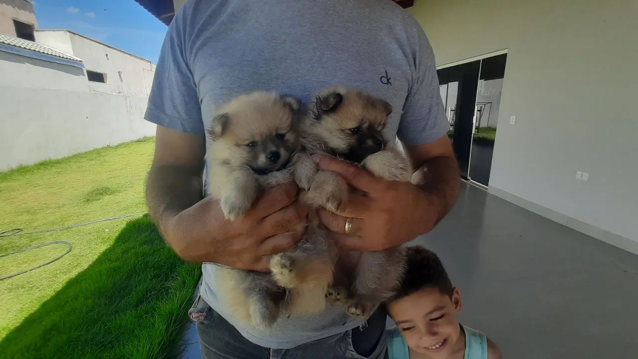 Fêmeas Lulu da Pomerânia ( Spitz Alemão) - Foto 4