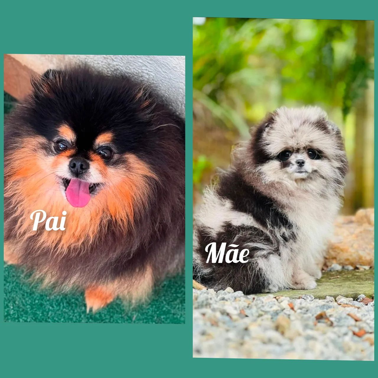 Spitz Alemão macho  - Foto 4