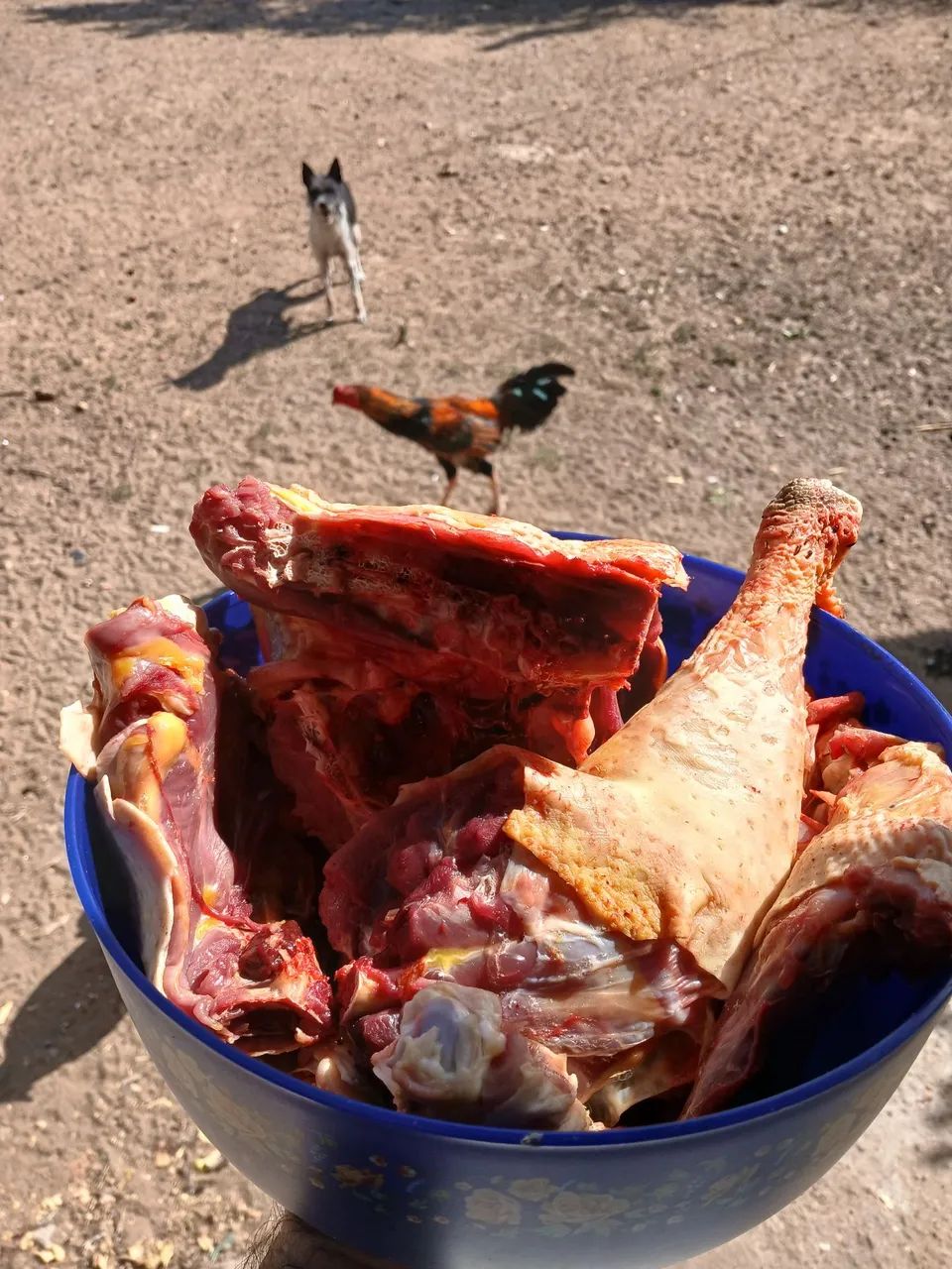 Frango e Galinha caipira  - Foto 2