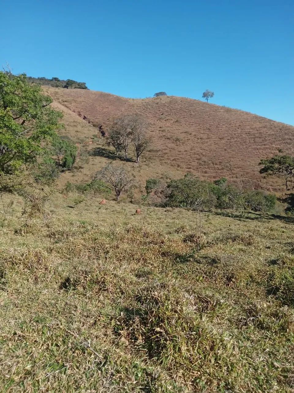 Fazenda de 10 alqueires em Oliveira - MG - Foto 5