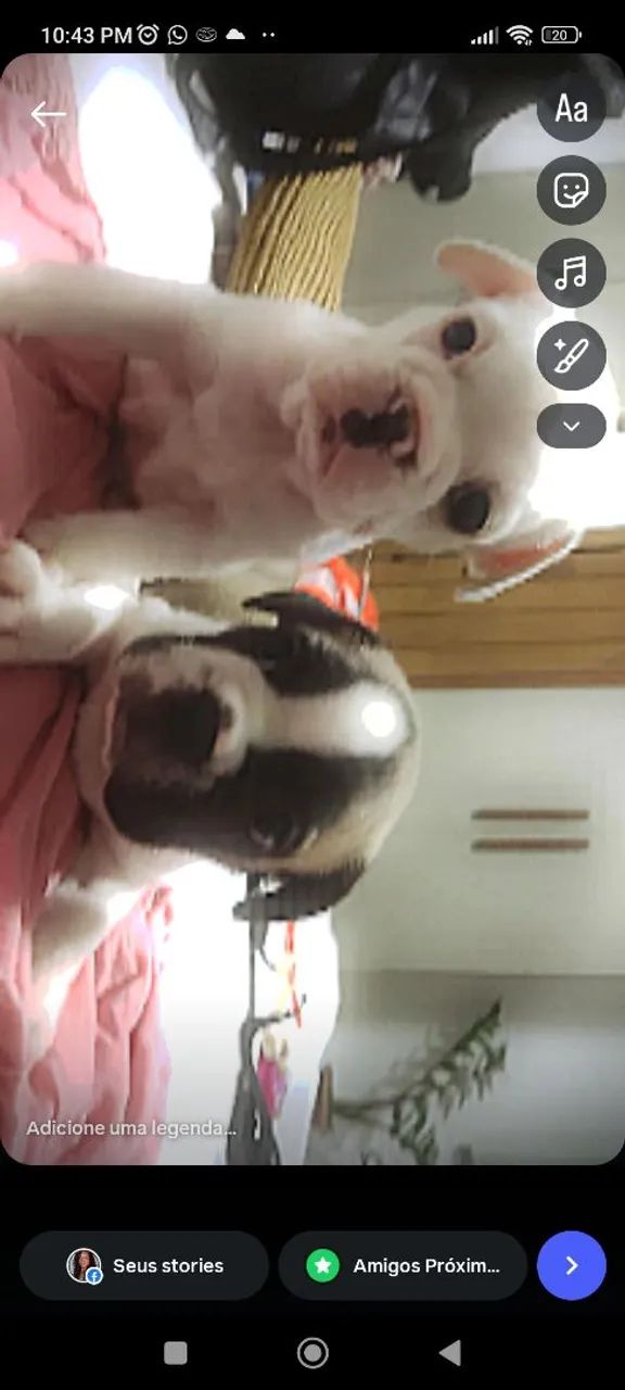 Cachorro bulldog francês - Foto 5
