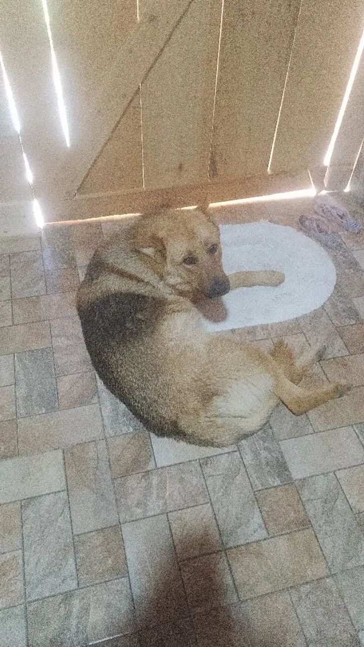 Doando cachorro pastor alemão 