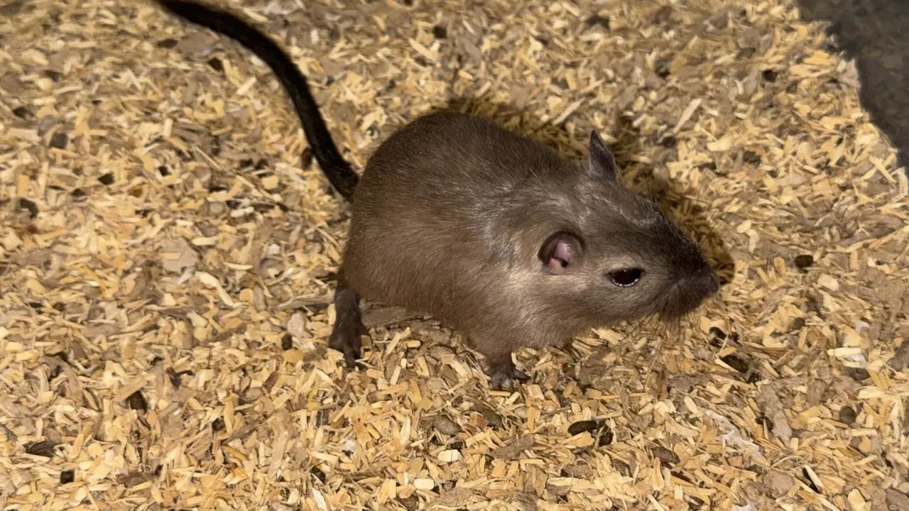 Esquilo da Mongólia/ gerbil/ gerbo - Foto 2