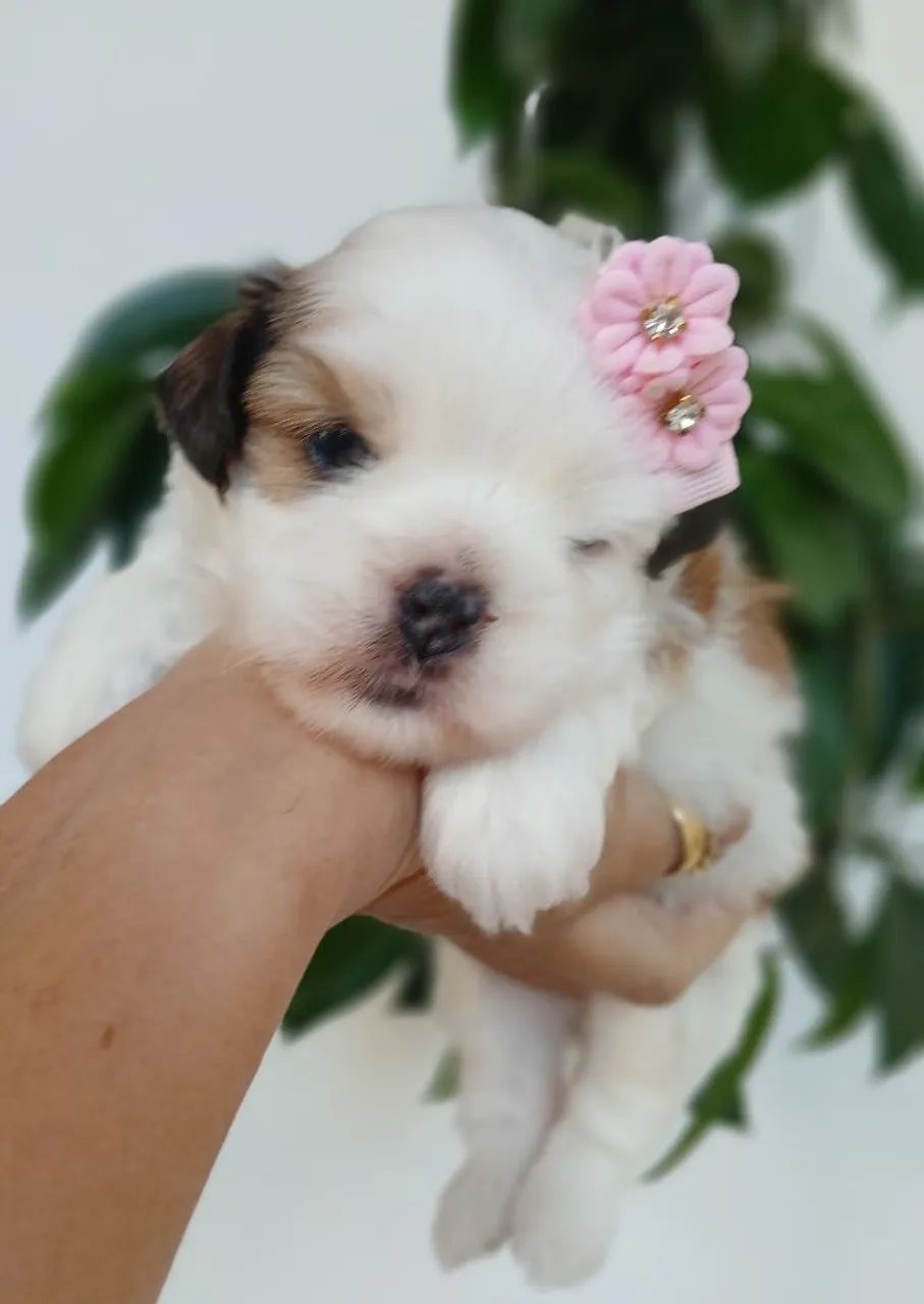 FÊMEA LHASA APSO - Foto 2