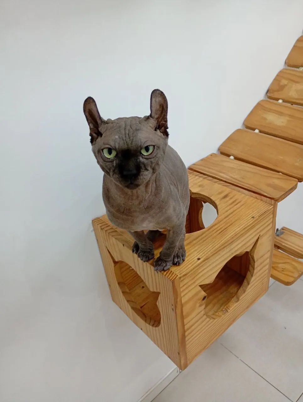 Vendo Sphynx Elf reprodutor com 2 anos de idade  - Foto 2