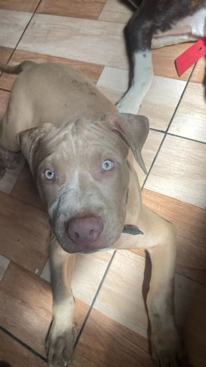 Cachorro  - Foto 3