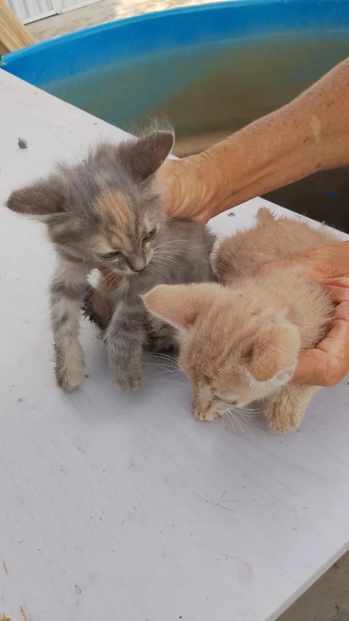 Gatinhos filhotes pra adoção urgente  - Foto 3