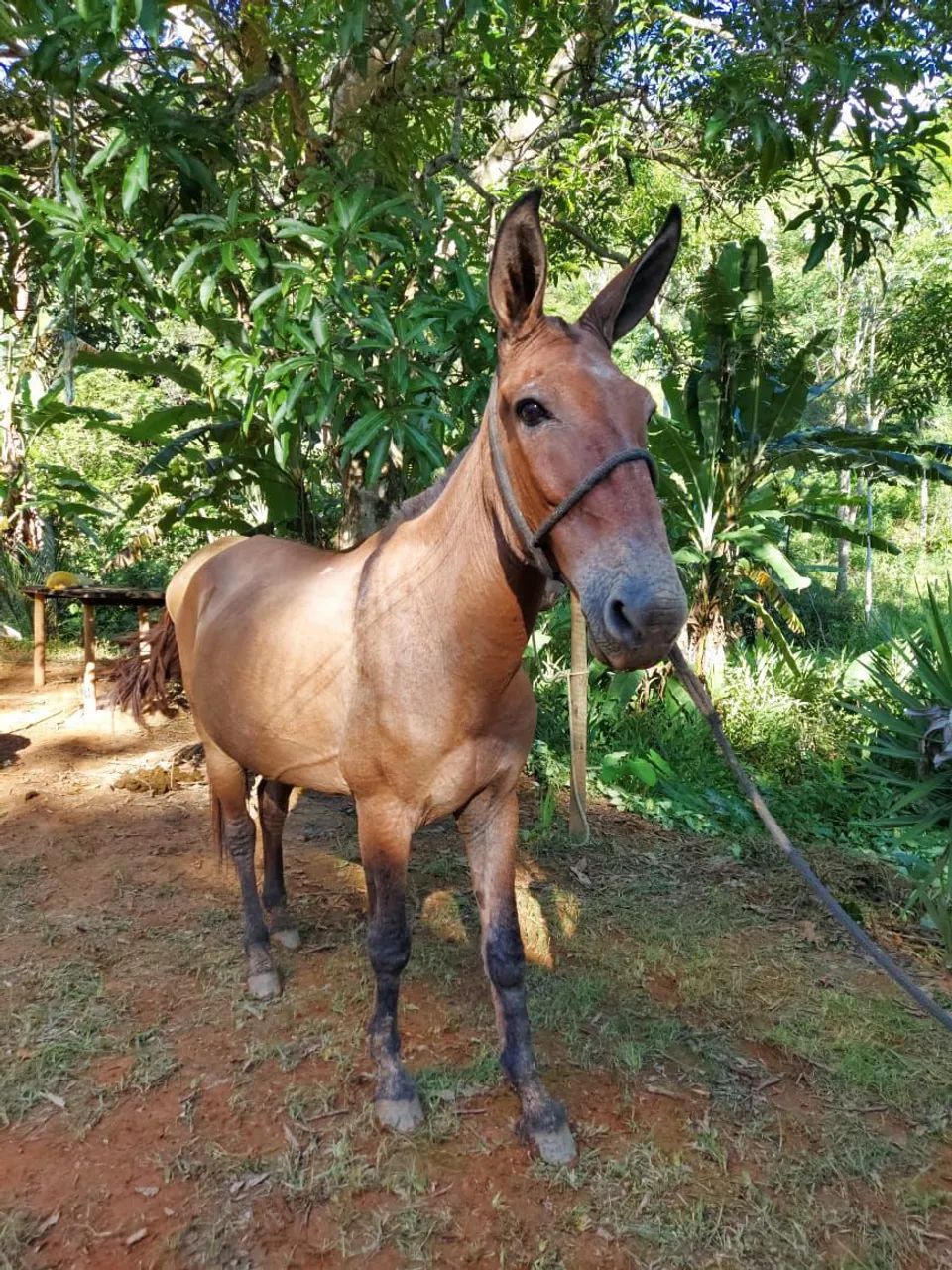 Mula de patrão  - Foto 5