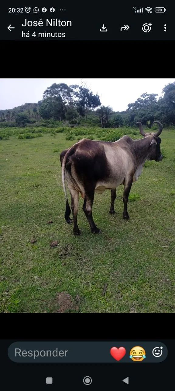 Vendo uma vaca - Foto 2