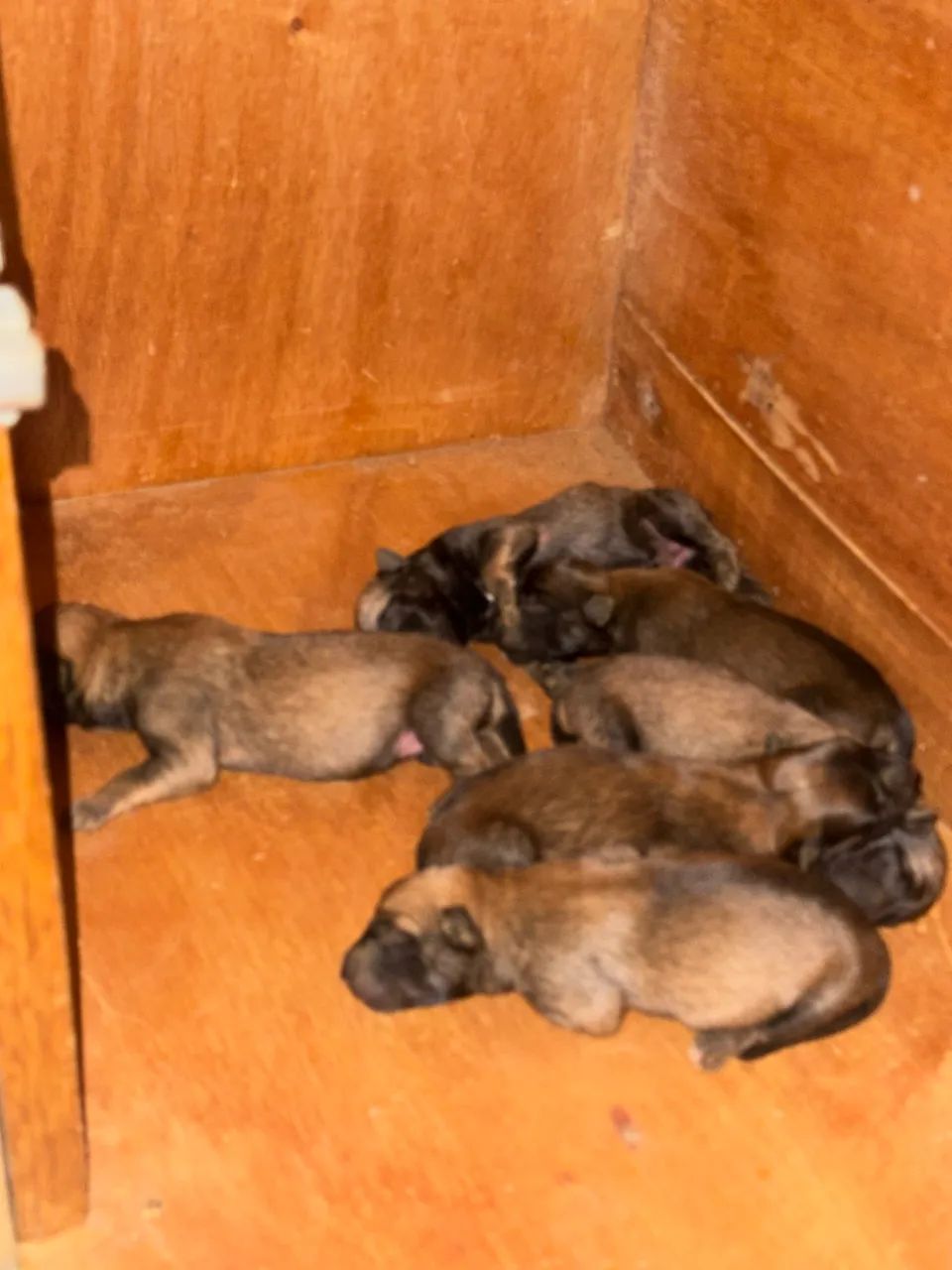 Pastor Malinois  - Foto 3