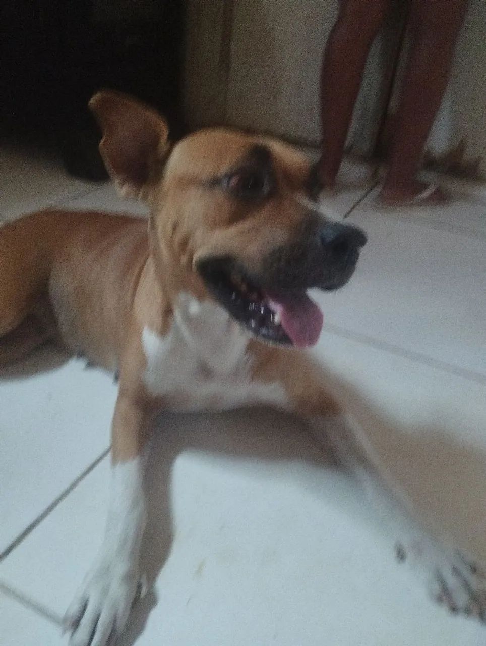 Vendo Pitbull nova - Foto 5