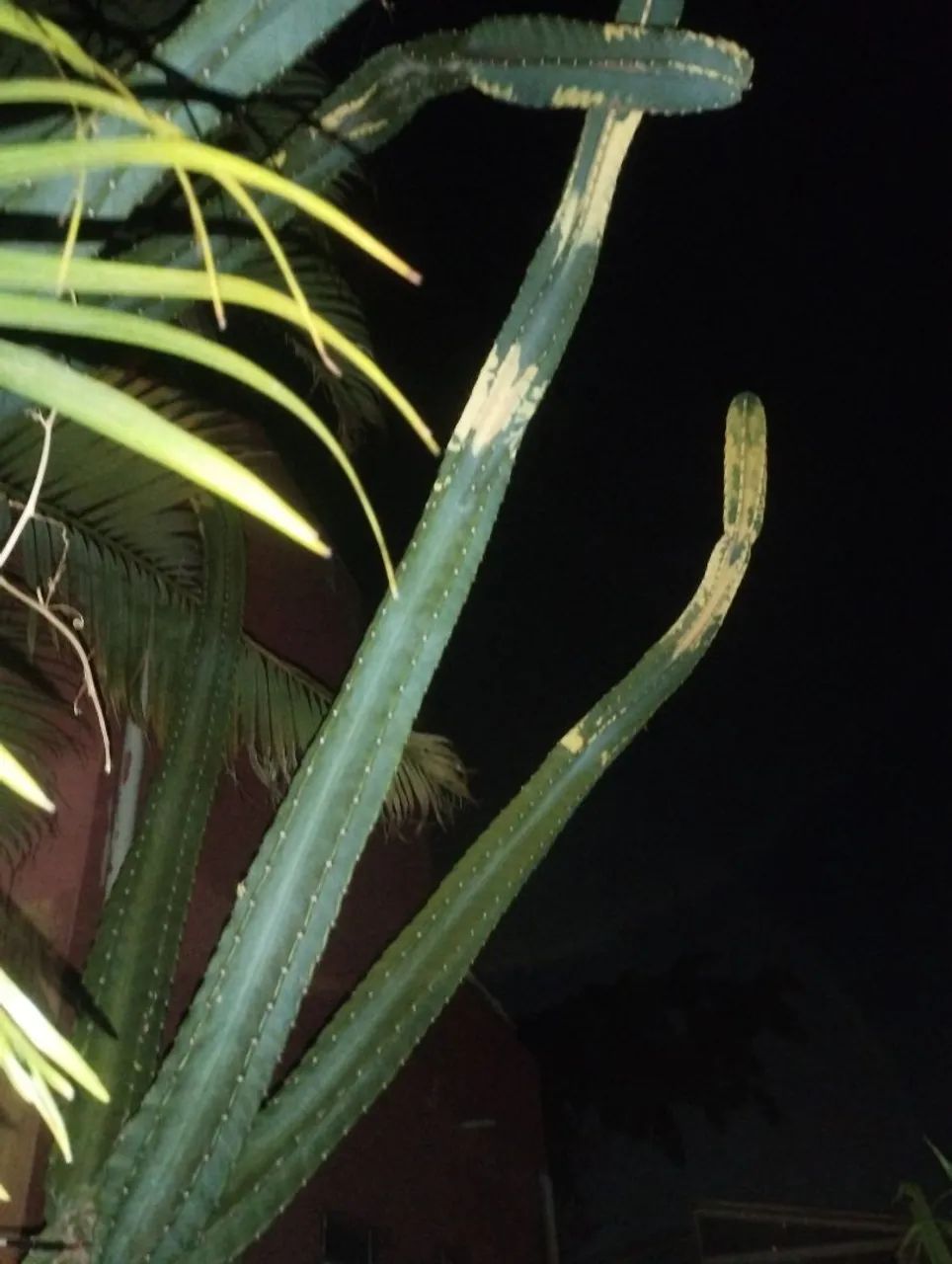 Cactos Brasileirinho 