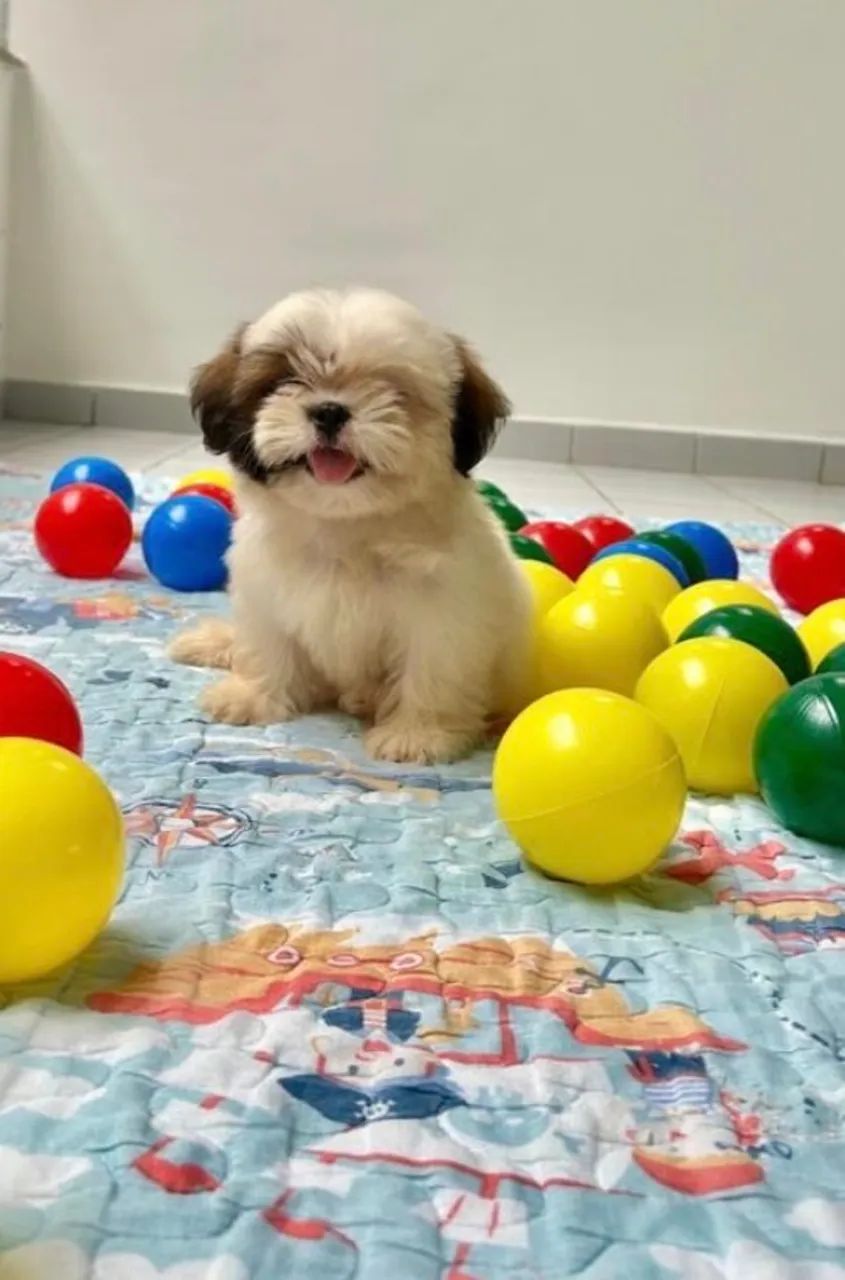 Shih tzu