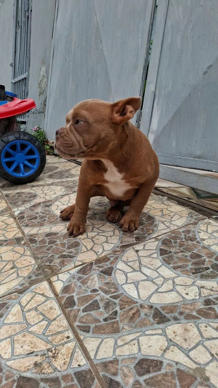VENDE-SE FILHOTE DA RAÇA  EXOTIC BULLY - Foto 3