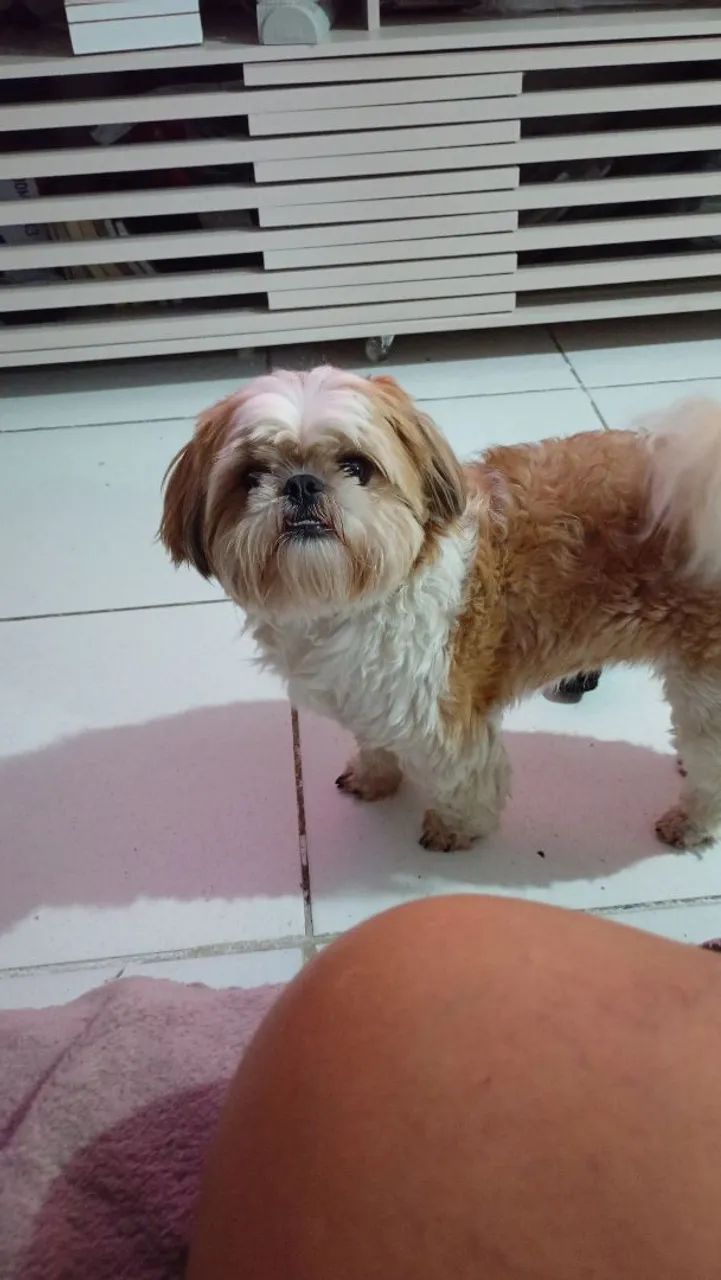 Shitzu 