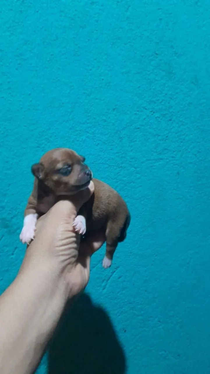 Cachorro pinscher 0 - Foto 2