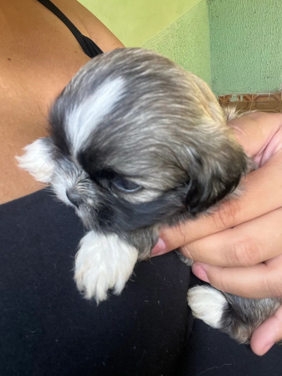 Shitszu 45 dias (macho) - Foto 4