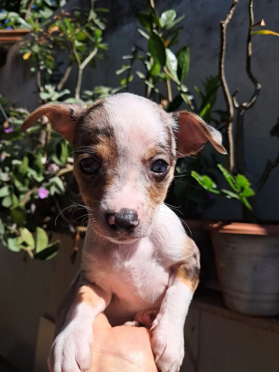 Cachorros 