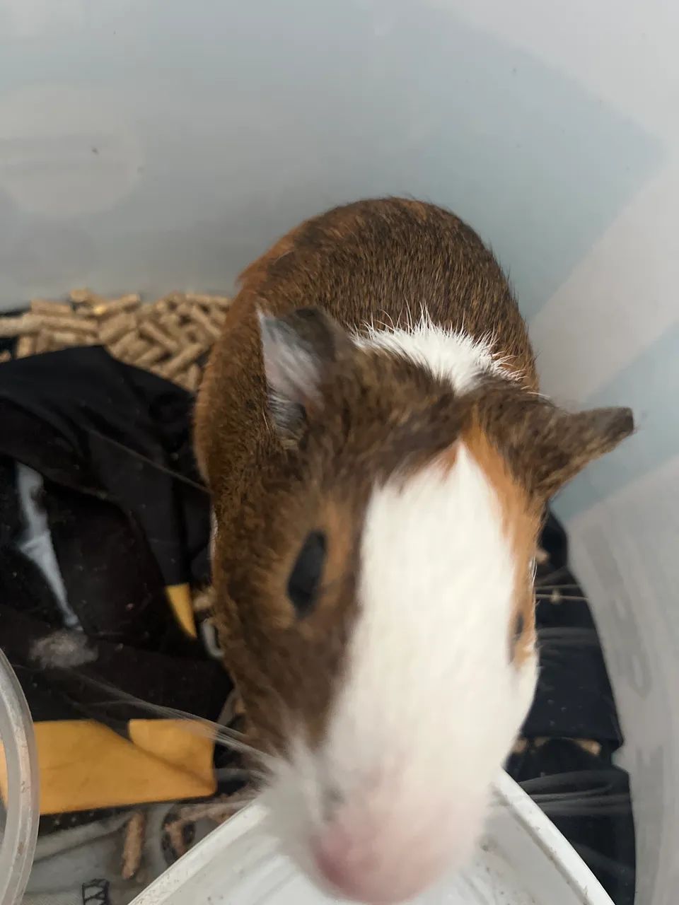 Porquinho da índia