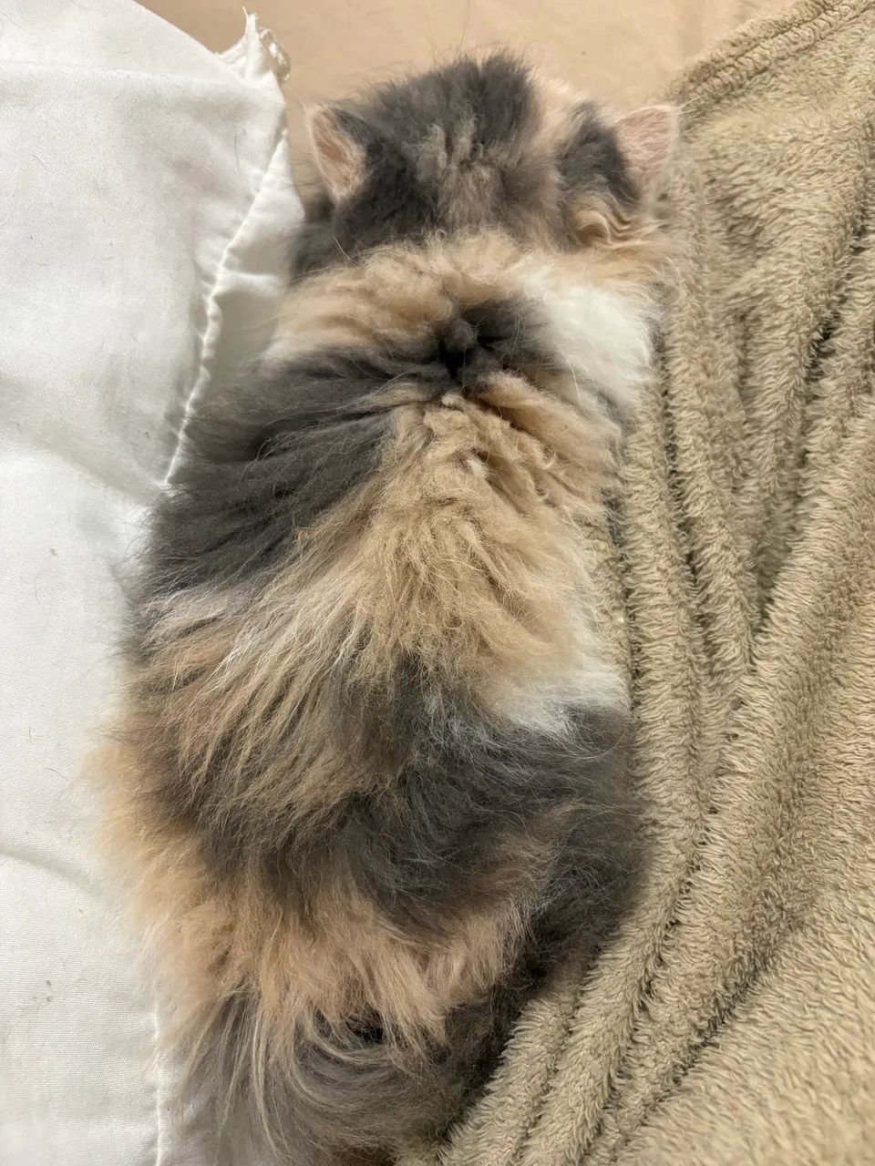 Filhote gato persa fêmea  - Foto 3
