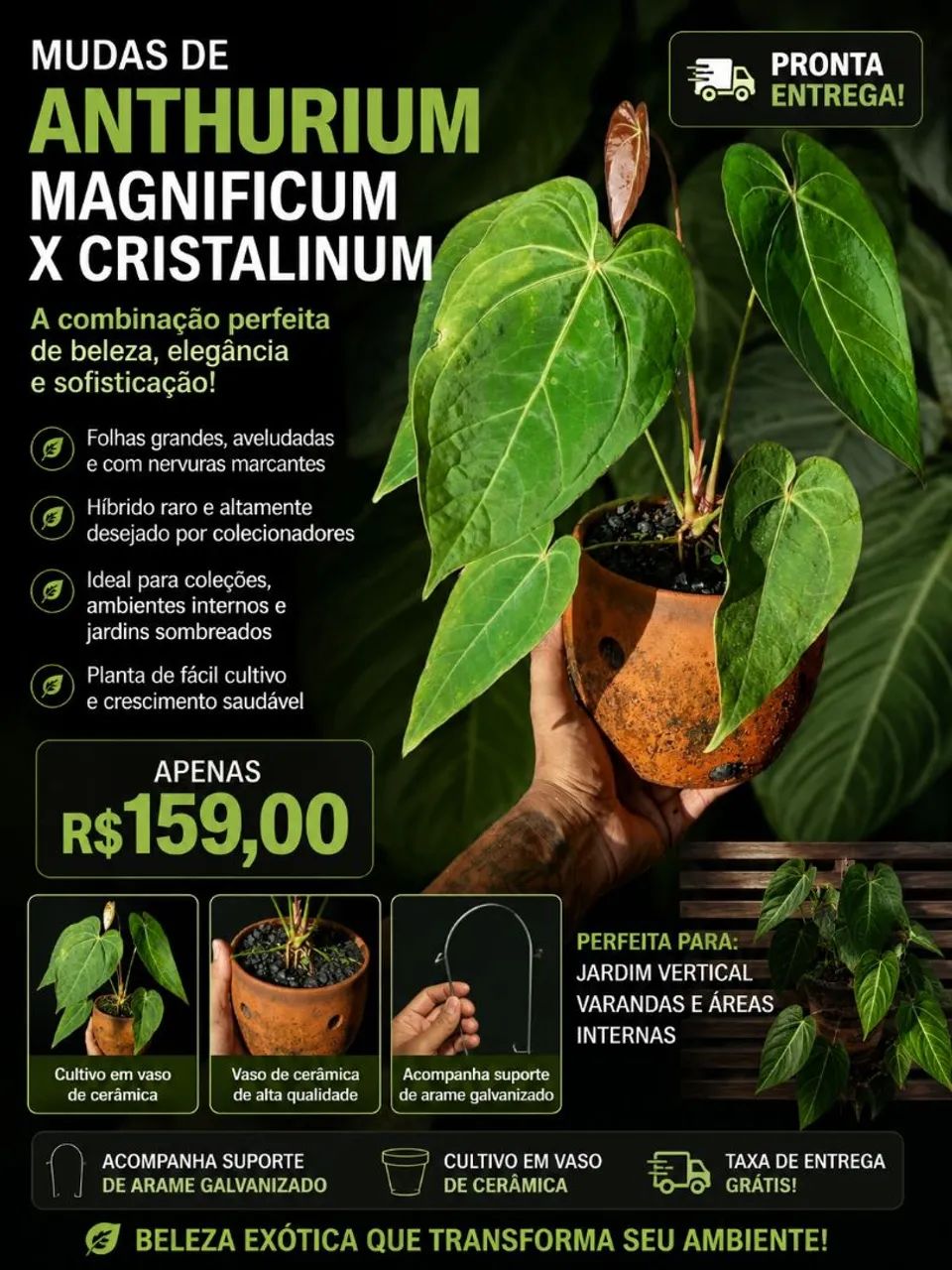 Anthurium Cristalinum - Foto 2