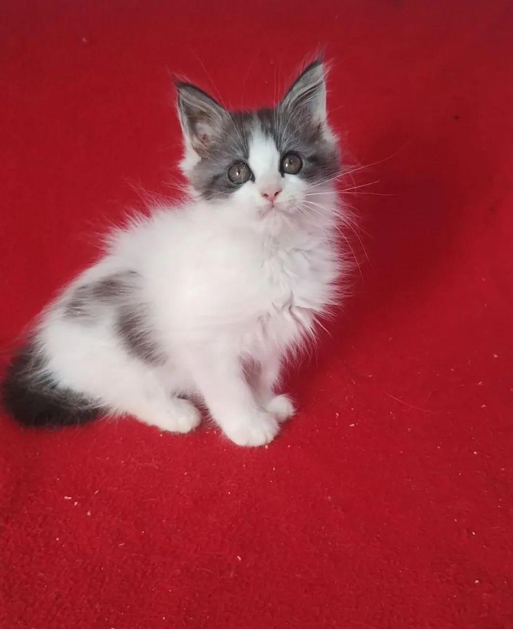Gato Maine coon  - Foto 3