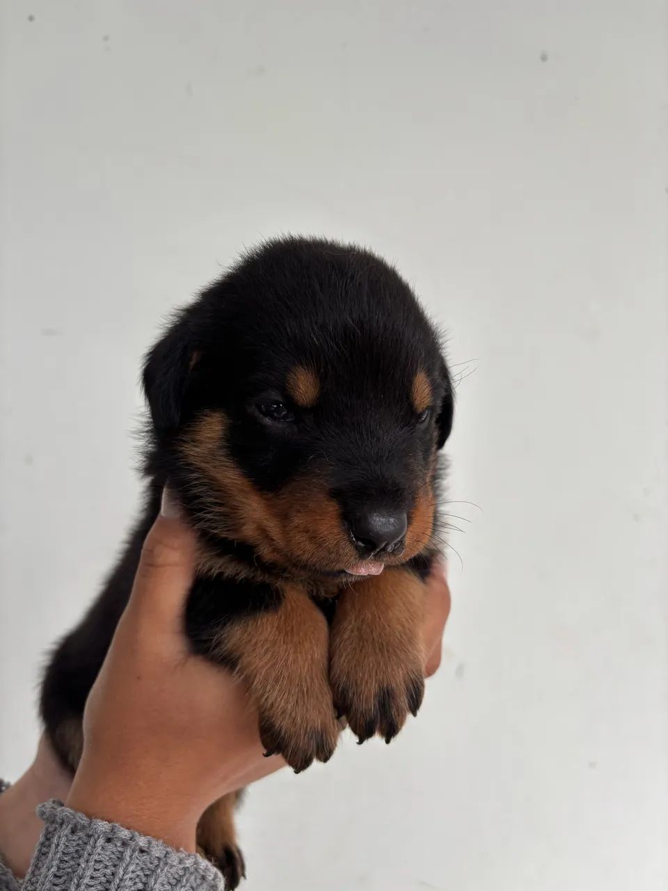 Rottweiler  - Foto 2