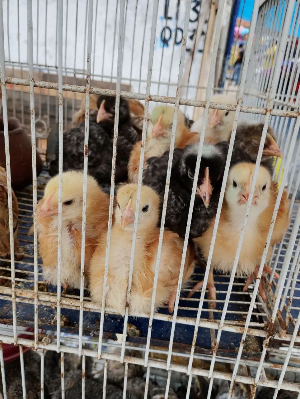 Pintinhos 