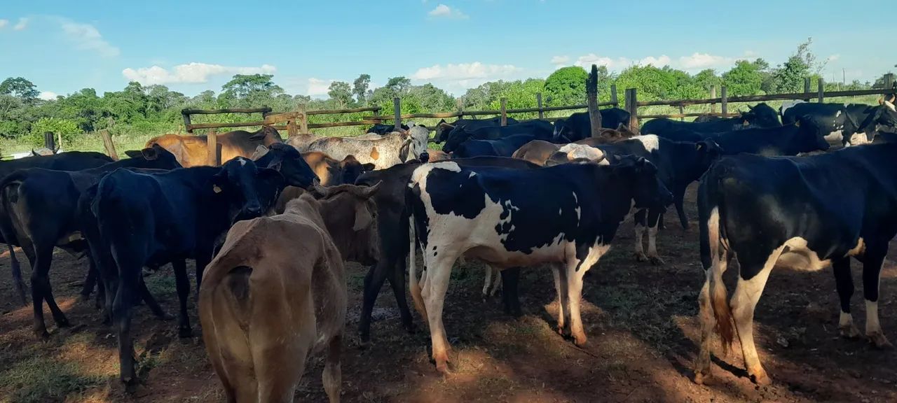 Novilhas e vacas leiteiras  - Foto 3