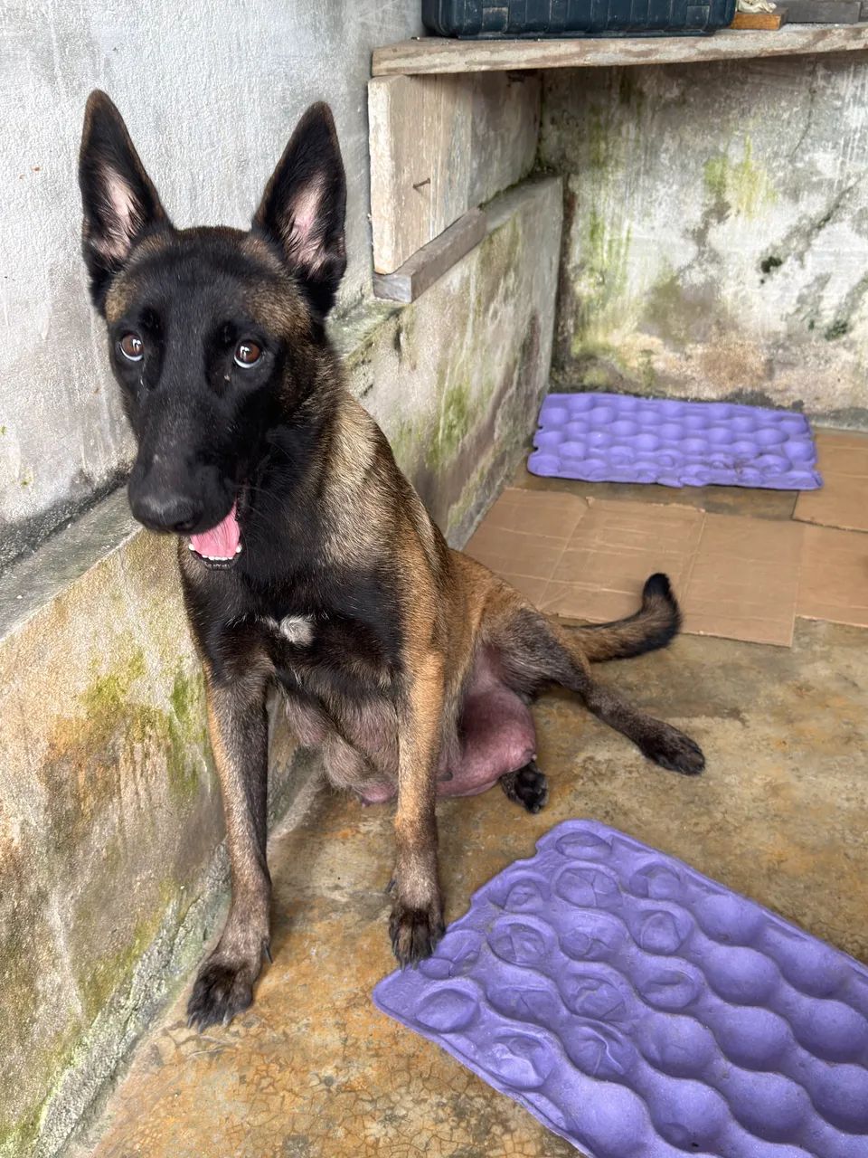 Cães de guarda  - Foto 4