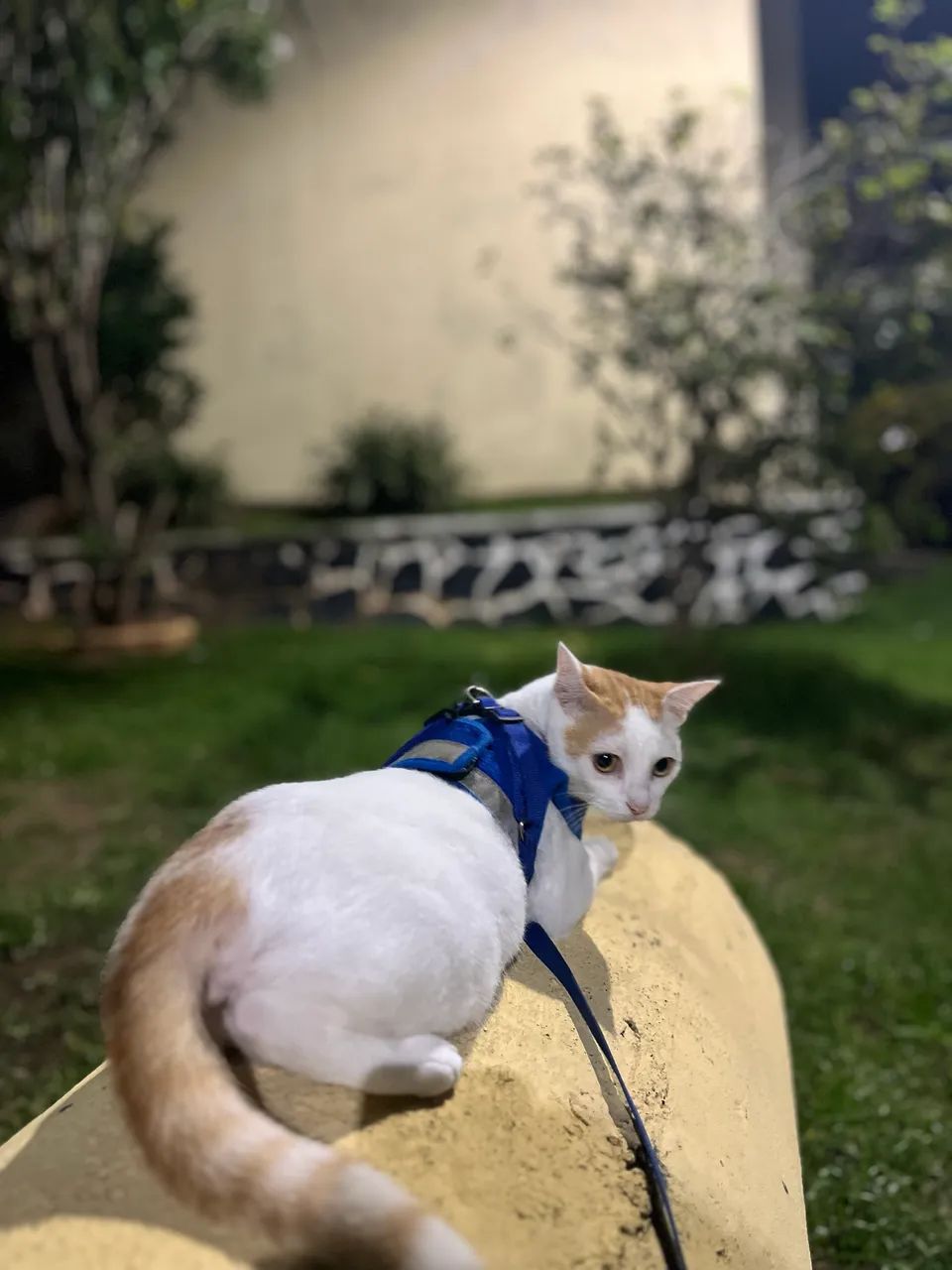 Doação de gata adulta  - Foto 3