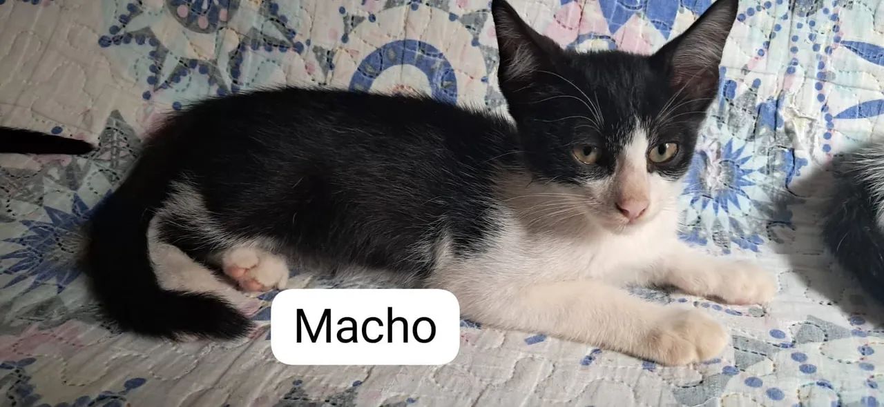 Gatinhos para adoção responsável  - Foto 2
