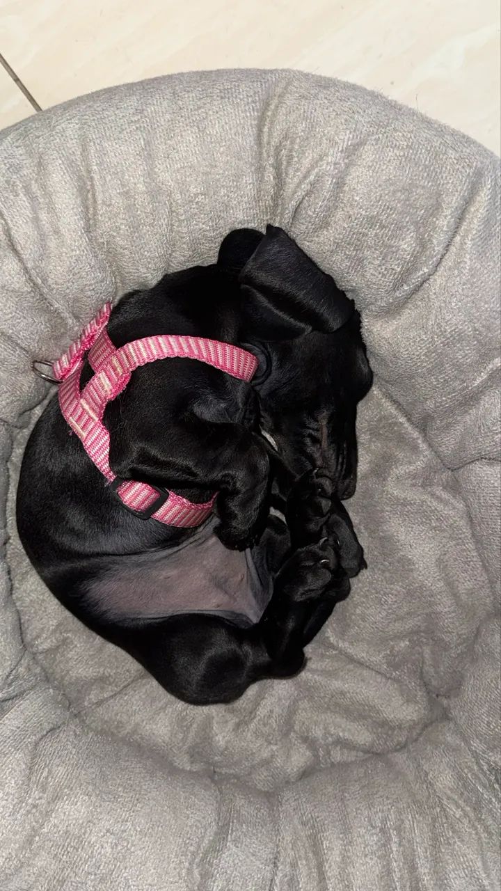 Dachshund Black - Foto 3