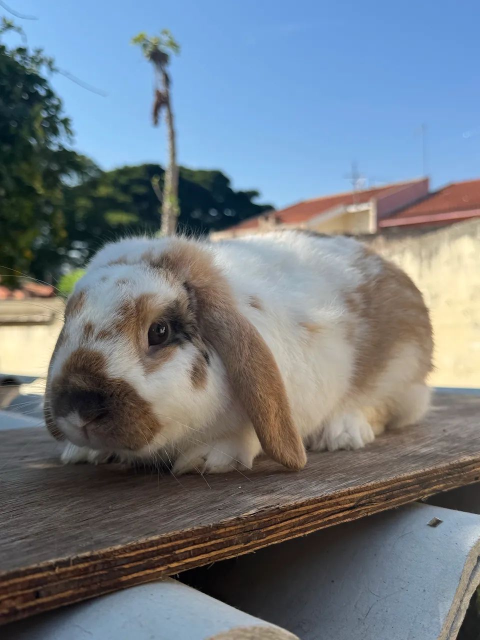 Coelho mini lop macho  - Foto 4