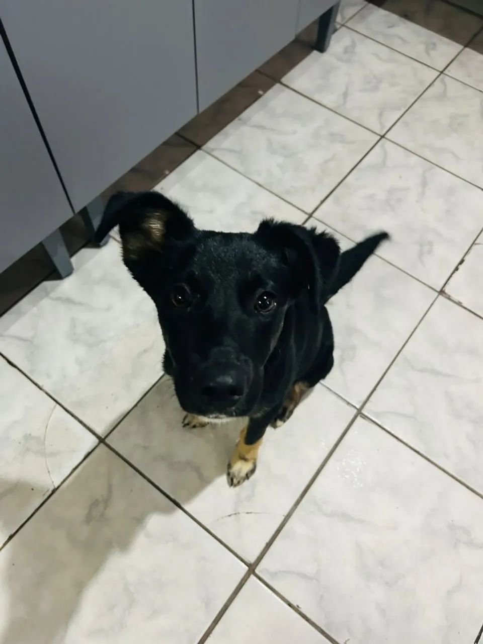 Doação filhote  - Foto 4