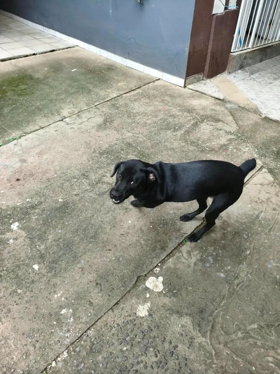 Doa-se Cachorro - Foto 2