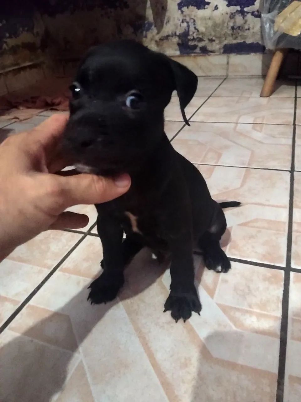 Vendo Filhotes de Pitbull // Pit Monsters  - Foto 3