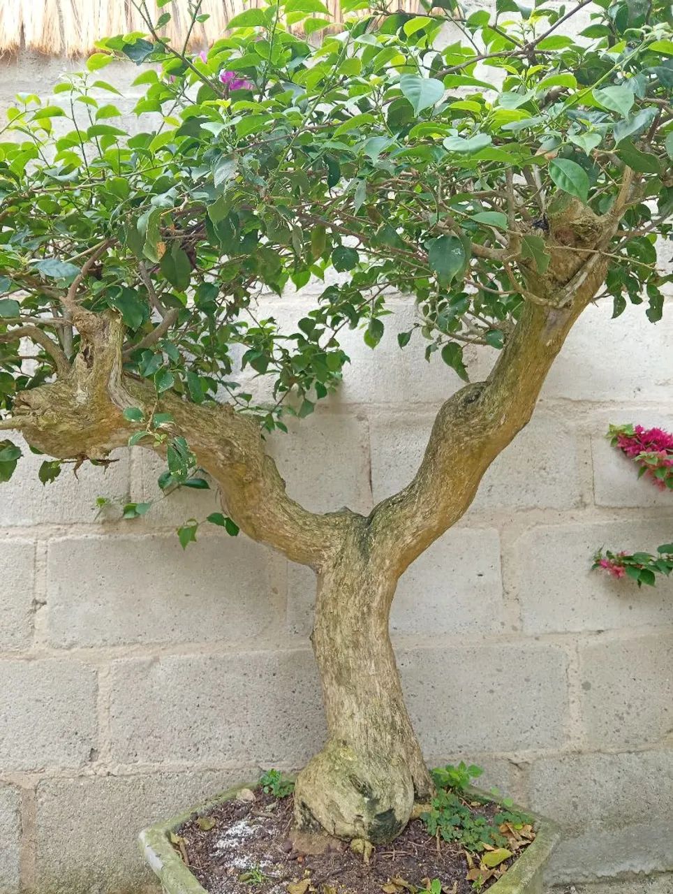 Lindo Bonsai Buganvília árvore antiga - Foto 3