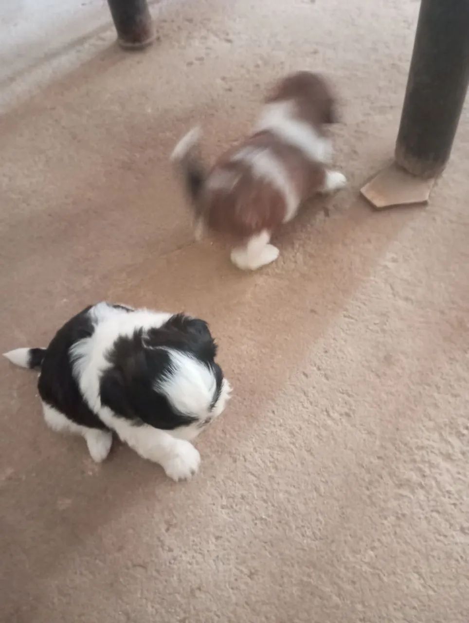 Vendo cachorro Shitzu  - Foto 4