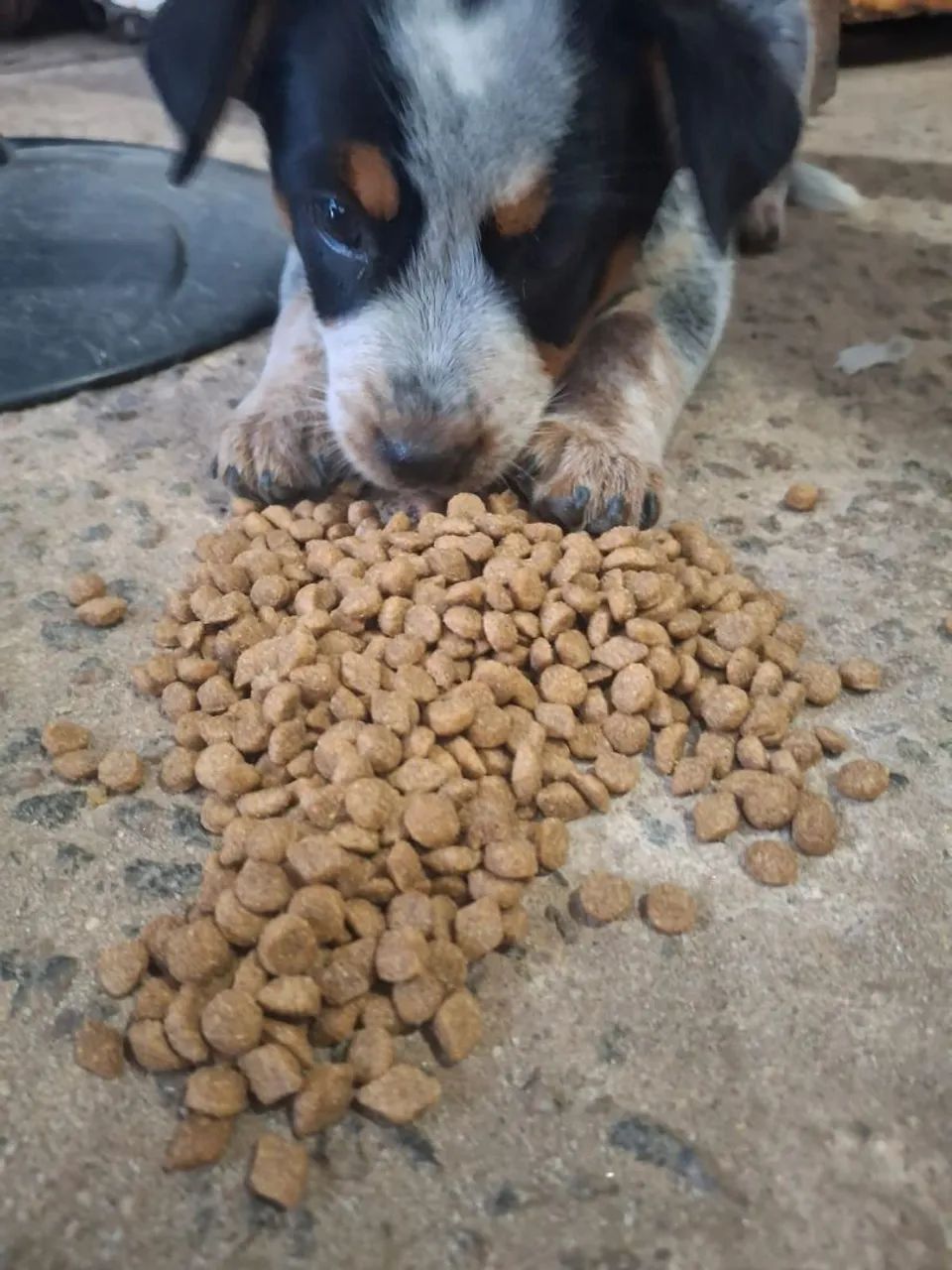 Filgote de Blue Heeler.  - Foto 6