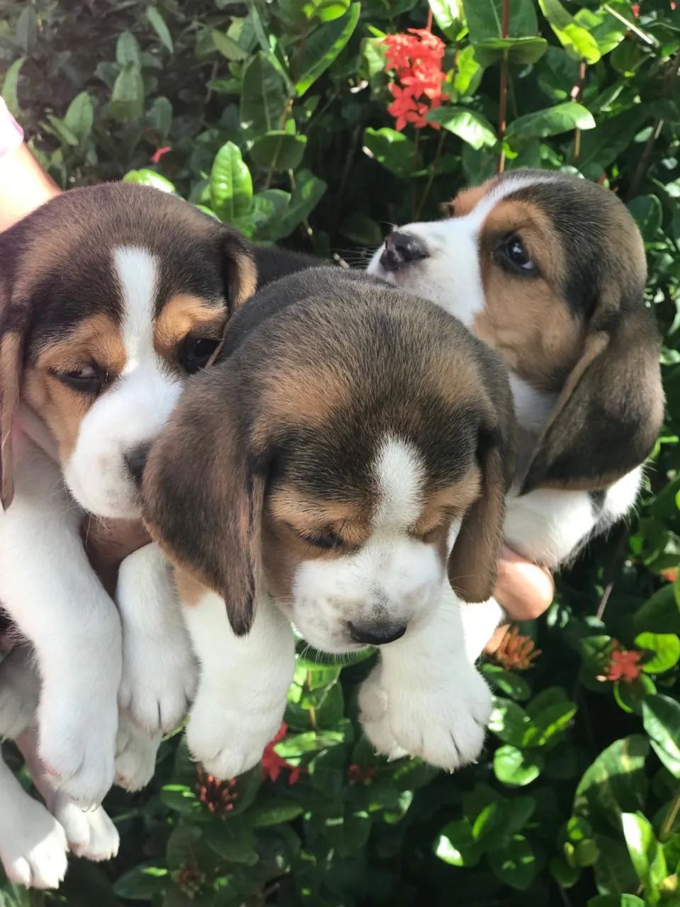 Beagle 13 polegadas com. Pedigree disponíveis  para venda . - Foto 5