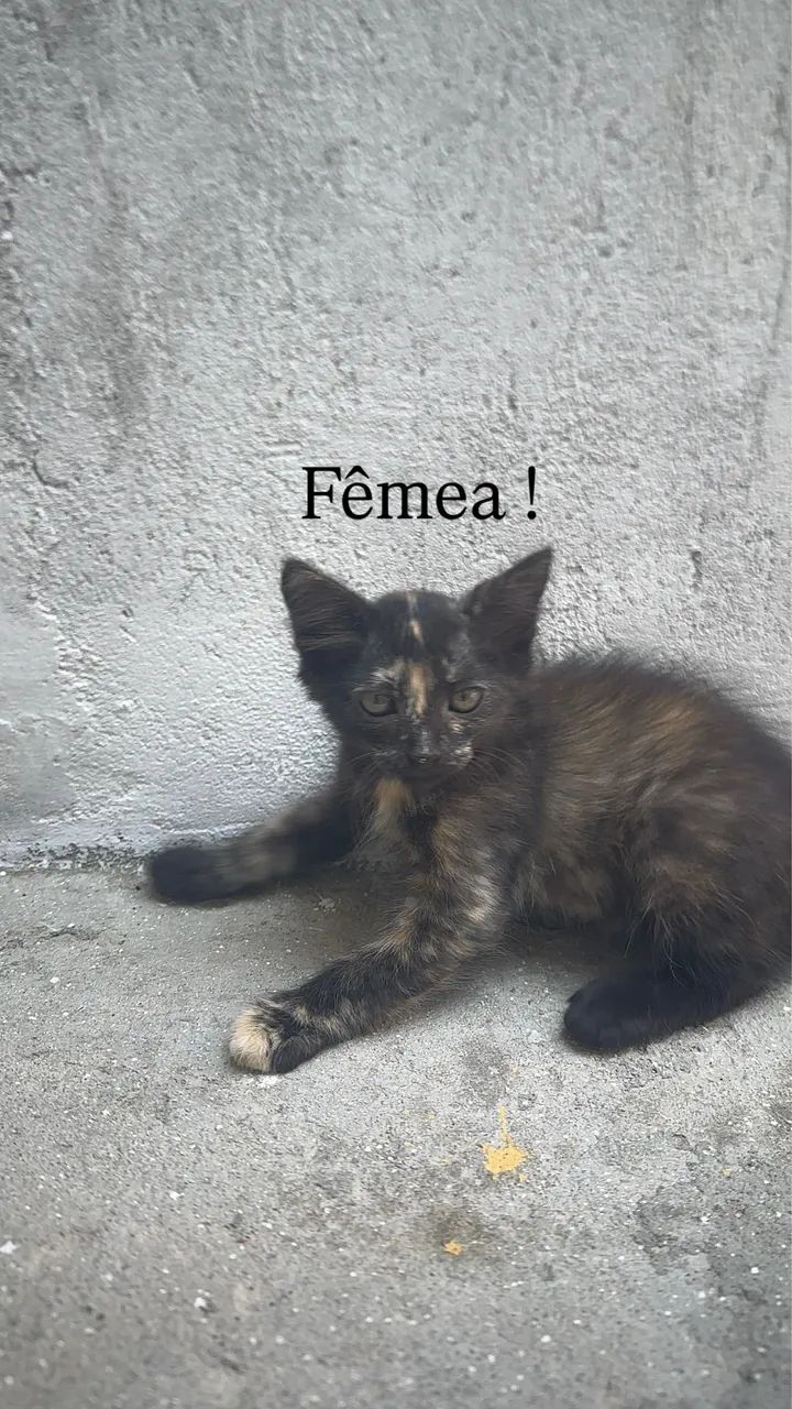 Gatos para adoção!!!  - Foto 4