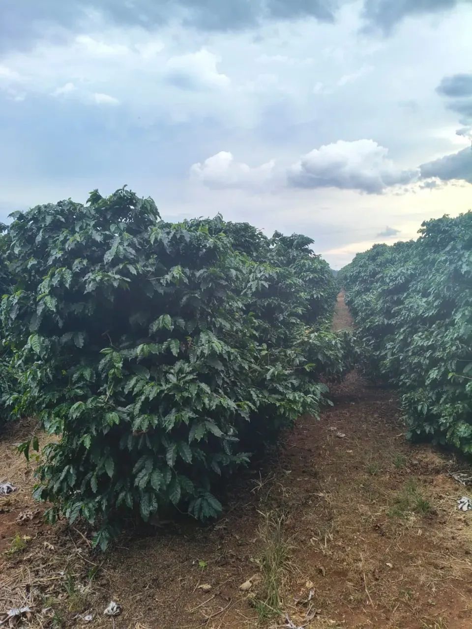 75 mil pés de café mecanizados - Foto 4
