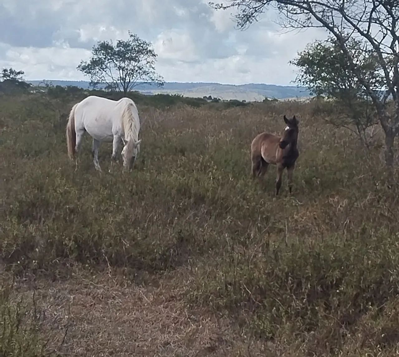 Vende-se Égua e potro mangalarga  - Foto 5