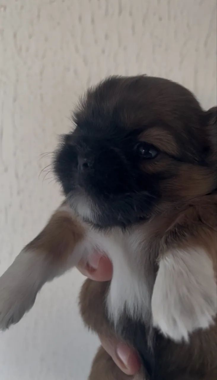 Filhote de Shih tzu