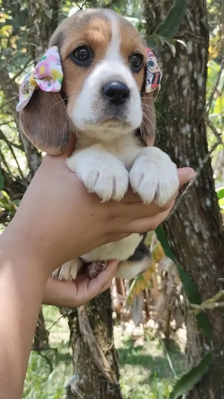 Beagle lindos filhotes  - Foto 5