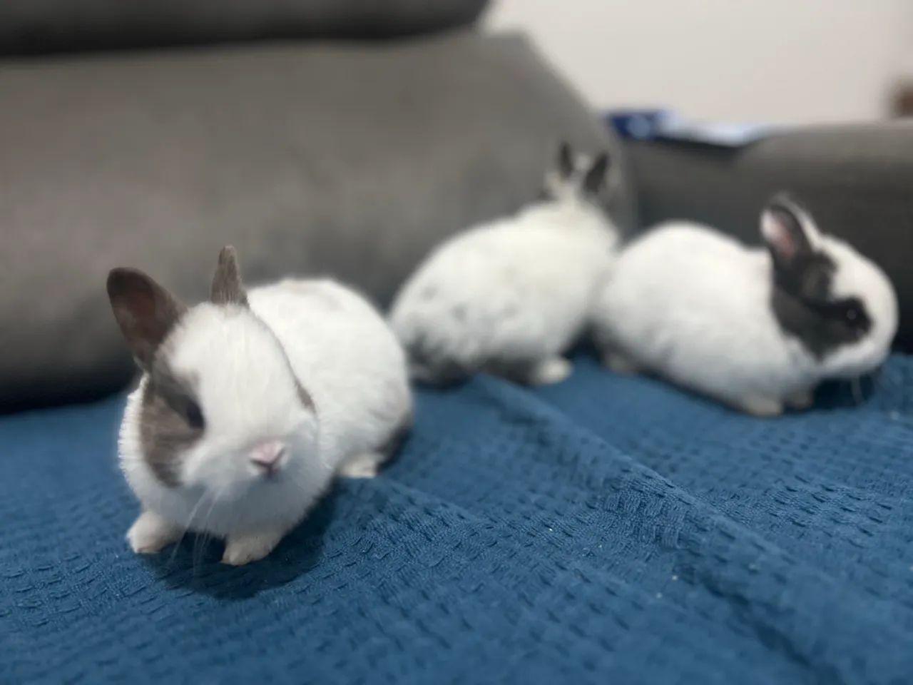 Filhotes de Coelhos Anão Netherland  - Foto 4