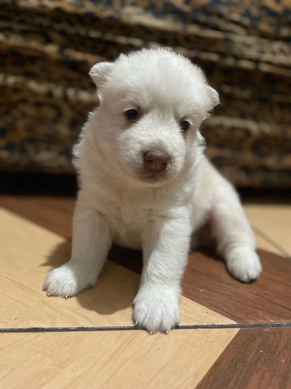 Filhotes husky siberiano - Foto 3