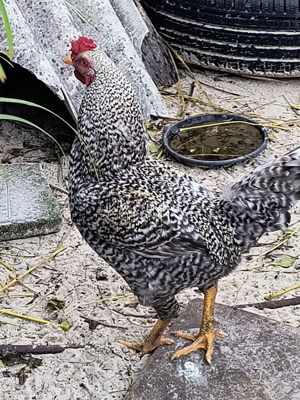 Galos, galinhas e franguinhas - Foto 4