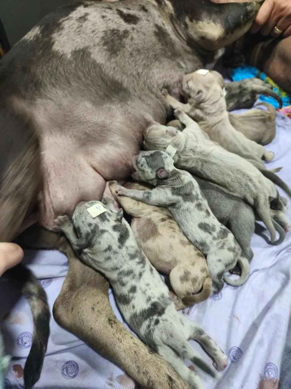 Cachorro Pit Monster